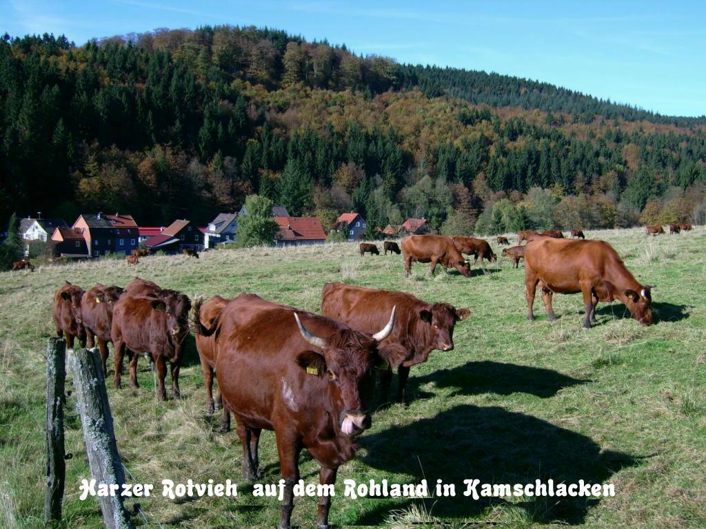 Gaestehaus Buendge Kamschlacken Exterior photo